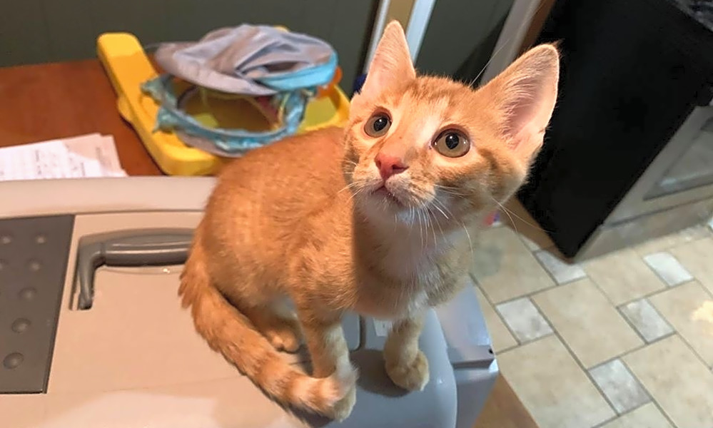 Want To Adopt A Pet Here Are 7 Cuddly Kittens To Adopt Now In