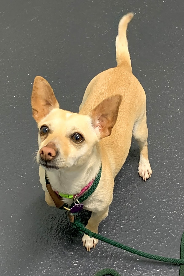 female chihuahua for adoption