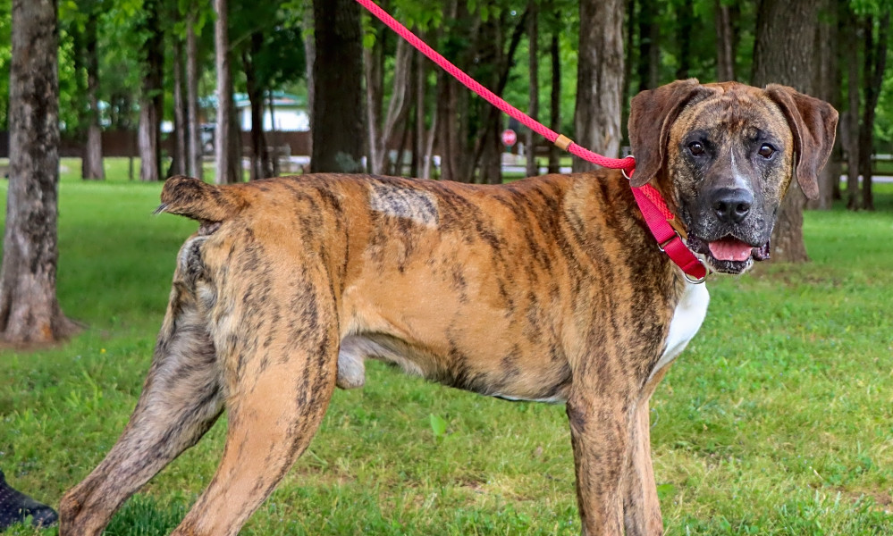 Great pyrenees and boxer mix cheap