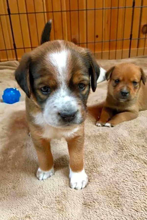 Puppy Adoption - Rocky Mountain Puppy Rescue - United States