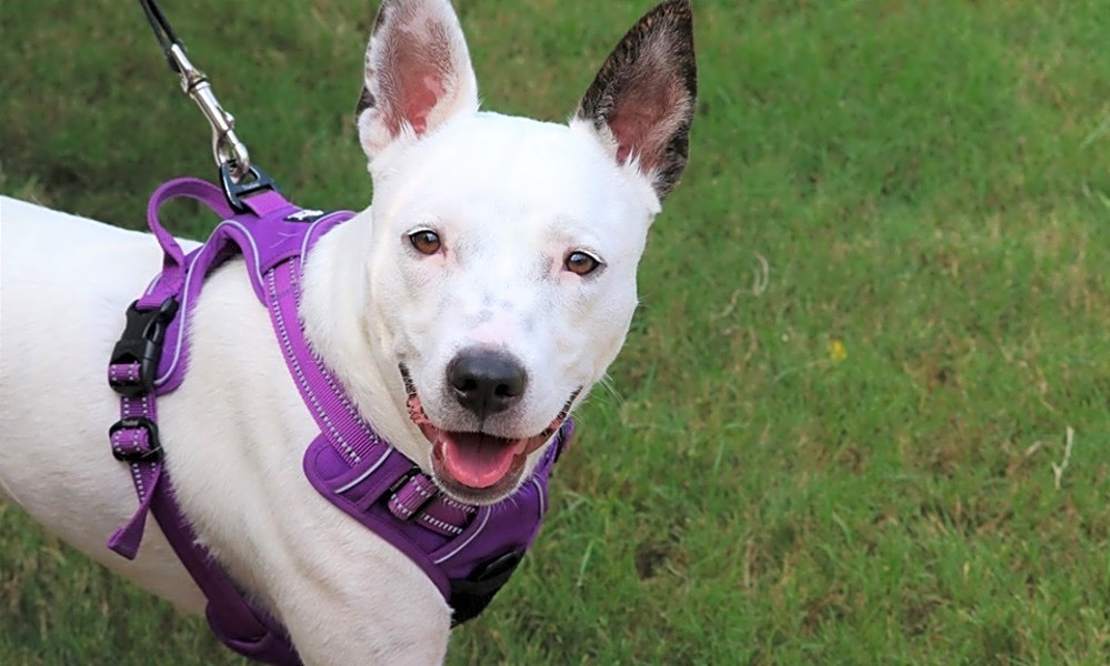 These Memphis Based Canines Are Up For Adoption And In Need Of A Good Home Hoodline
