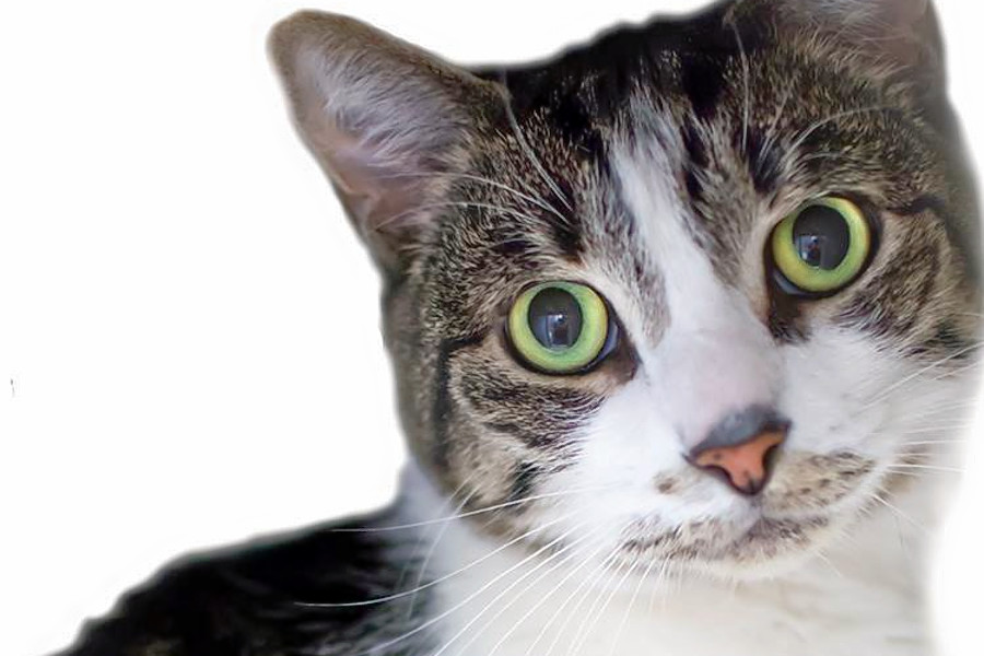 5 Myths About Your Pet’s Health They Need You to Stop Believing