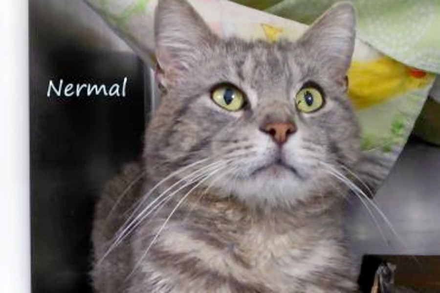 Cats In Kansas City Looking For Their Furr Ever Homes Hoodline