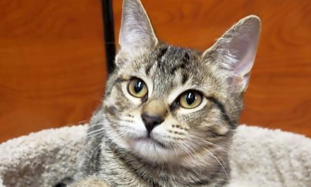 These Chicago Based Kitties Are Up For Adoption And In Need Of A