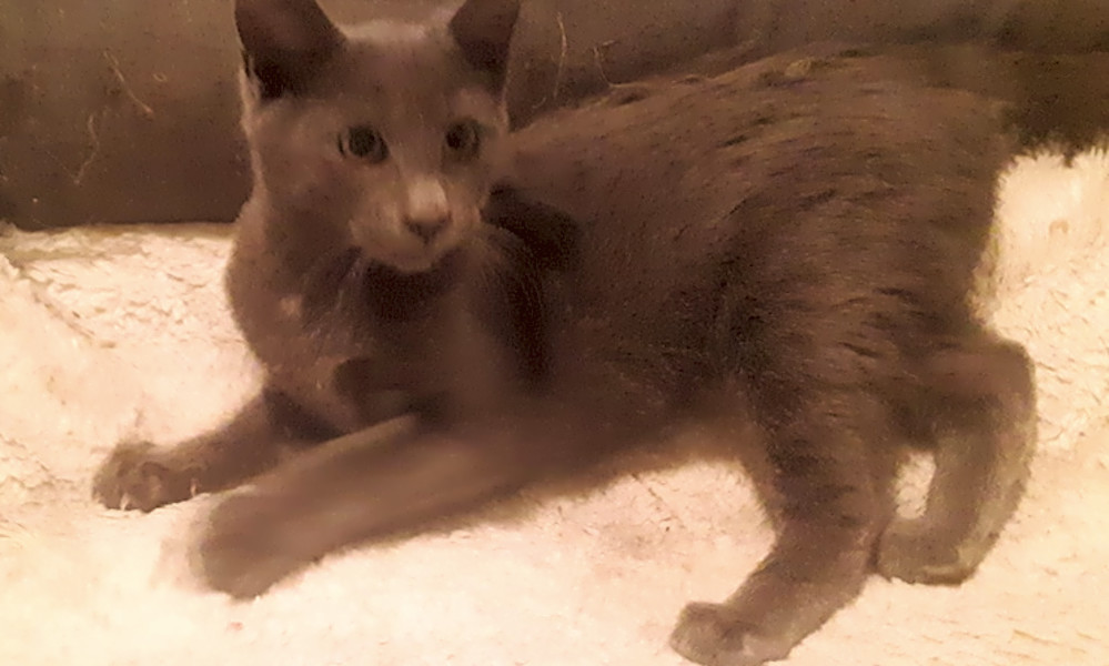 7 Cuddly Kittens To Adopt Now In New York City Hoodline