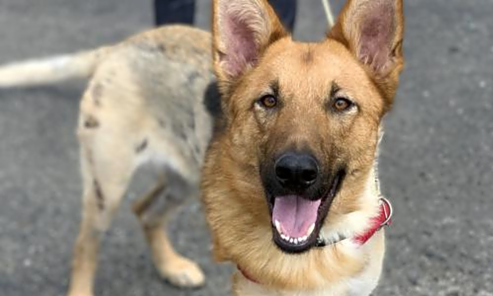 These Oakland-based pups are up for adoption and in need ...