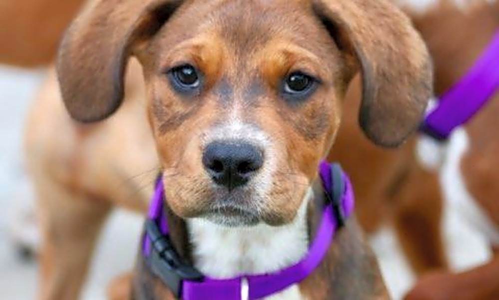 Puppies In Denver Looking For Their Fur Ever Homes