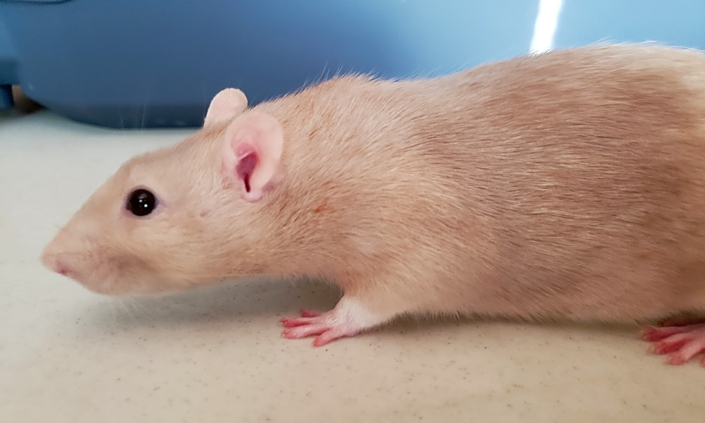 pets at home rats for adoption