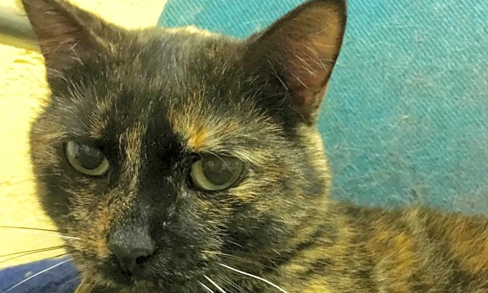 7 Cool Kitties To Adopt Now In Kansas City Hoodline