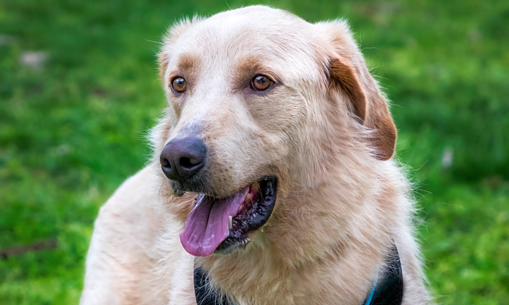 These Nashville Based Dogs Are Up For Adoption And In Need Of A Good