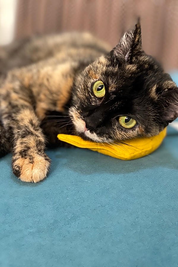 These Houston Based Kittens Are Up For Adoption And In Need Of A