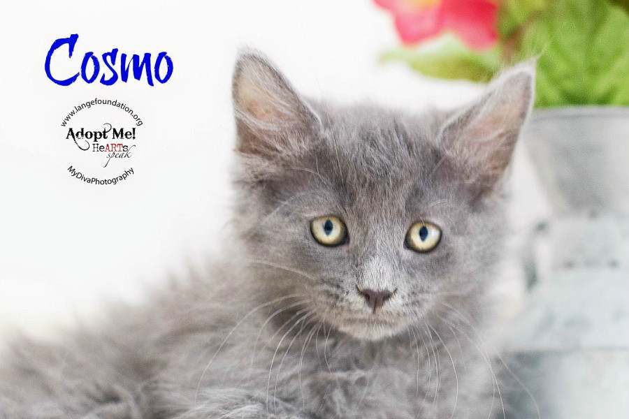 lange foundation cats