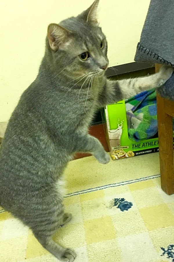 7 Cool Kitties To Adopt Now In Kansas City Hoodline