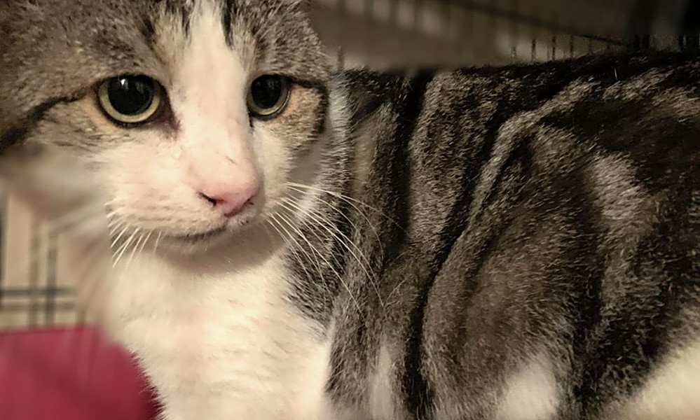 These Cleveland Based Kitties Are Up For Adoption And In Need Of A