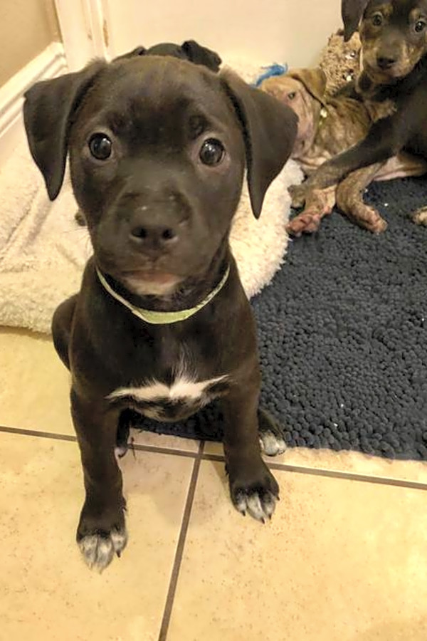 4 Cuddly Canines To Adopt Now In Orlando