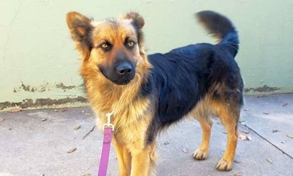 These Colorado Springs Based Canines Are Up For Adoption And In Need Of A Good Home Hoodline