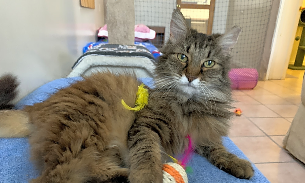 siberian cat rescues