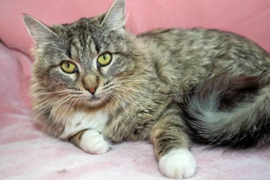 Kittens In Oakland Looking For Their Furr Ever Homes Hoodline