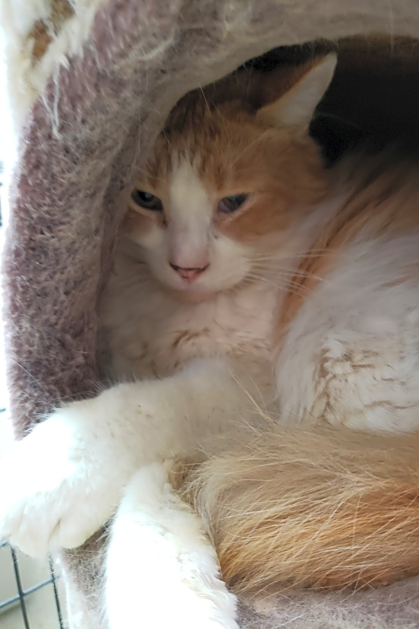 These Stockton Based Felines Are Up For Adoption And In Need Of A