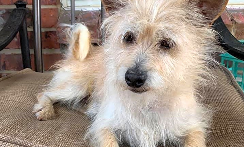 Border collie cairn terrier mix sales