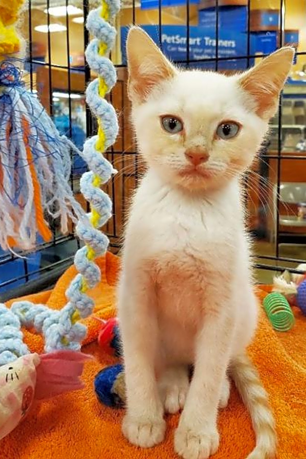 Want To Adopt A Pet Here Are 5 Cute As Can Be Kittens To Adopt