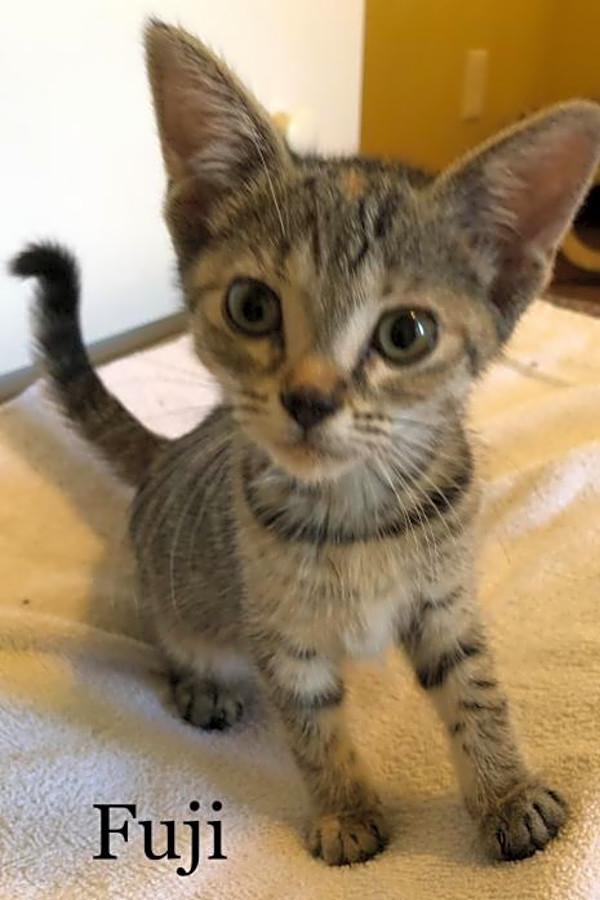 Kittens In Orlando Looking For Their Fur Ever Homes