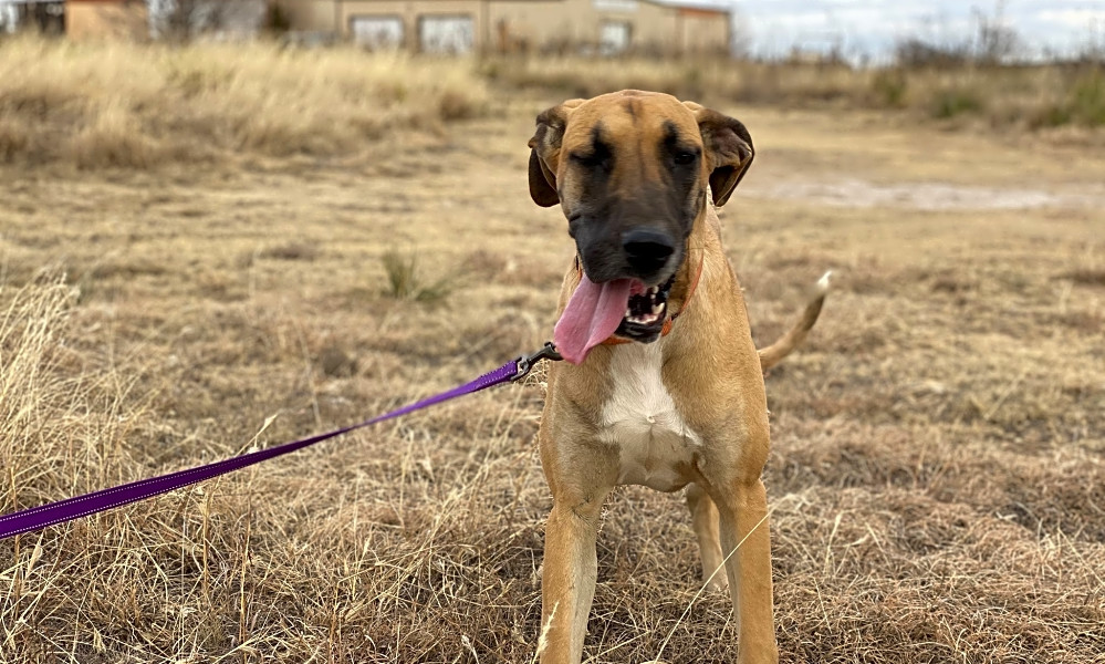 These Dallas Based Puppies Are Up For Adoption And In Need Of Good