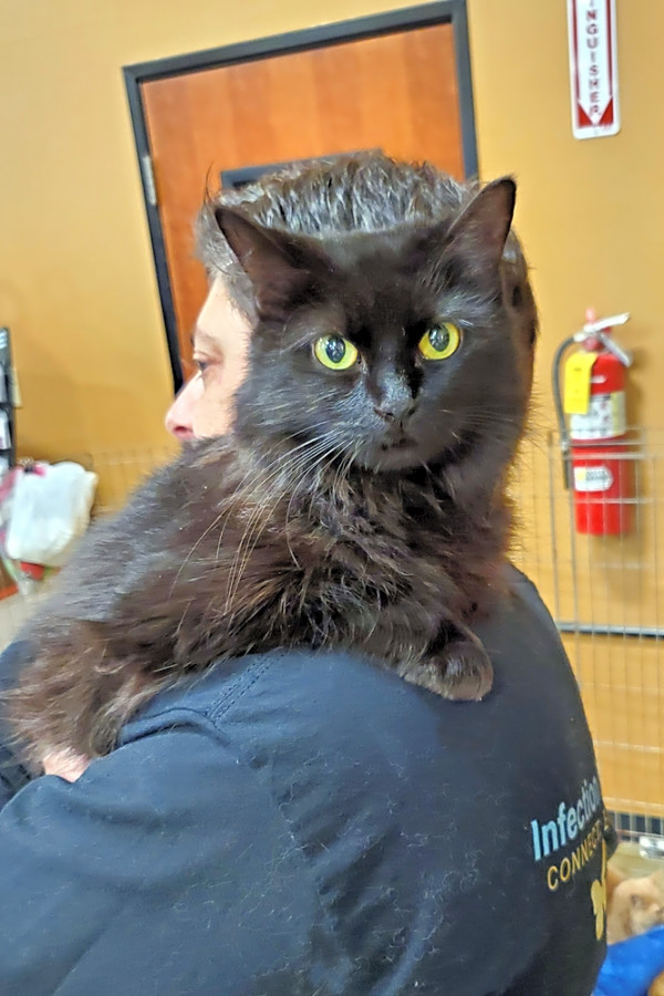 Looking To Adopt A Pet Here Are 6 Lovable Kitties To Adopt Now In