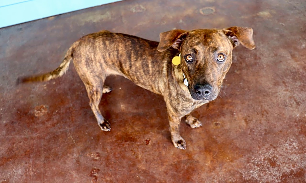 Want to adopt a pet? Here are 7 lovable pups to adopt now ...