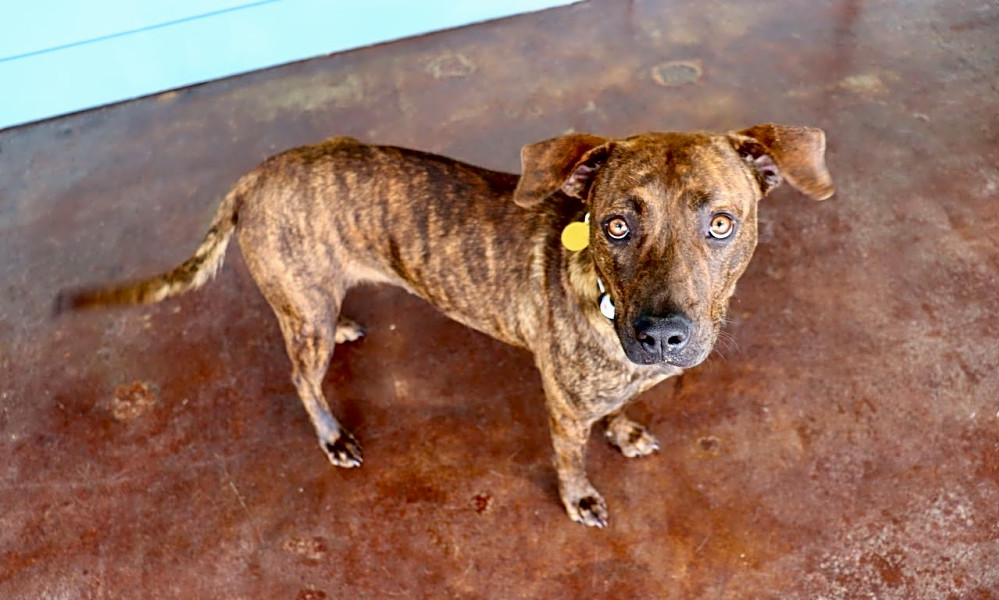 Chihuahua and hound mix sale