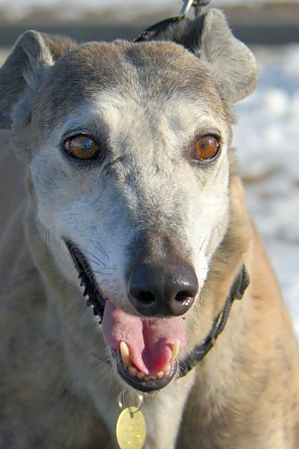Looking To Adopt A Pet Here Are 6 Delightful Doggies To Adopt Now In Minneapolis Hoodline