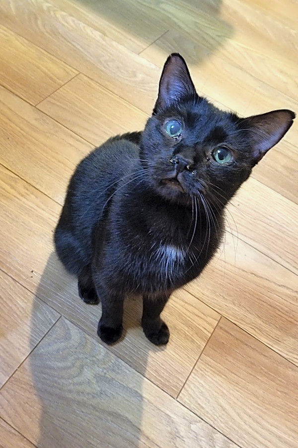 Cats In Tampa Looking For Their Fur Ever Homes Hoodline