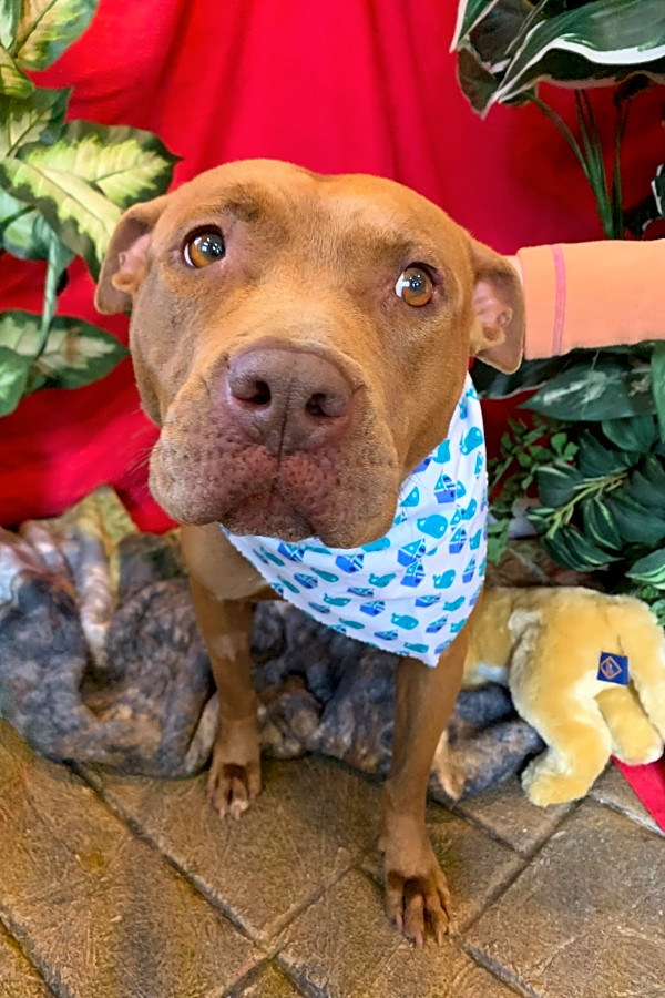 These Pittsburgh-based dogs are up for adoption and in ...