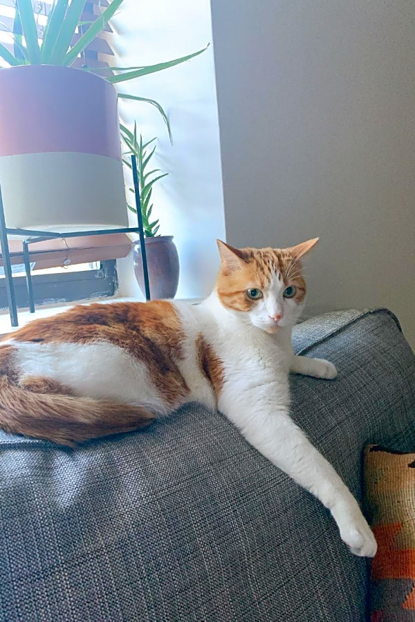 These Las Vegas Based Kitties Are Up For Adoption And In Need Of A