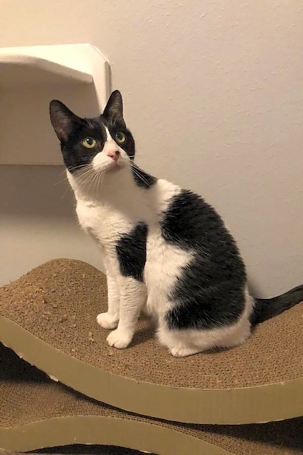 7 Charming Cats To Adopt Now In Houston