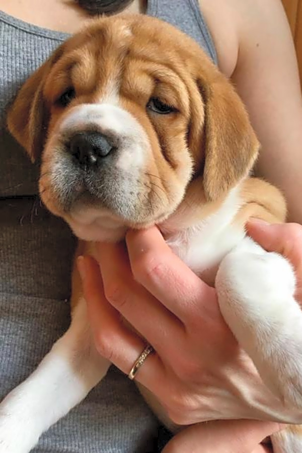 Beagle shar pei mix puppies hotsell