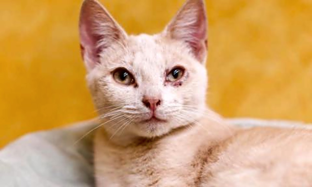 These Cheeky Austin Based Cats Are Up For Adoption And In Need Of Good Homes Hoodline