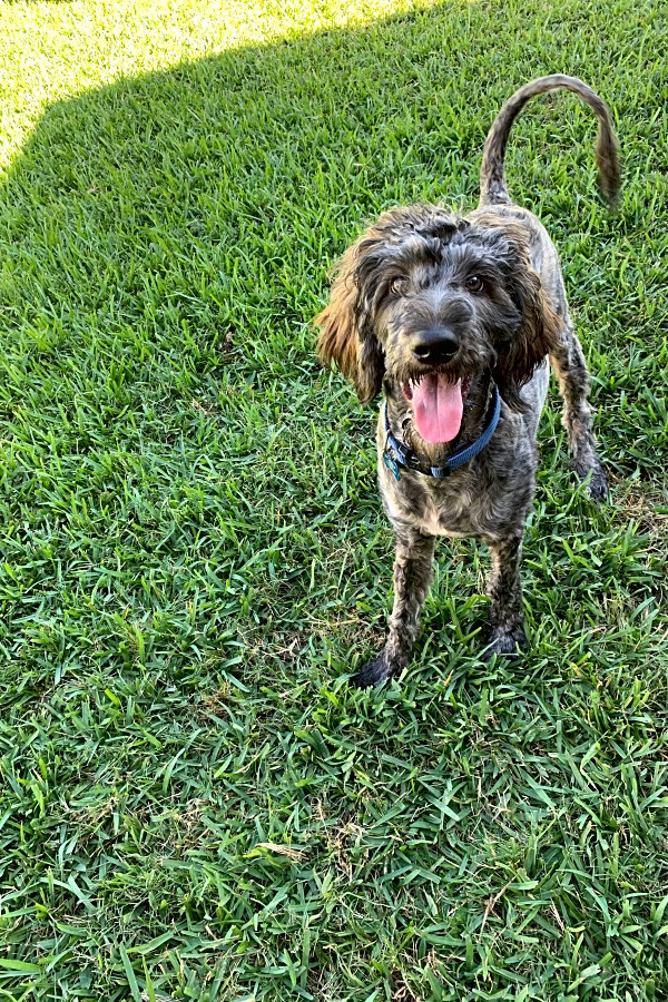 catahoula leopard dog poodle mix