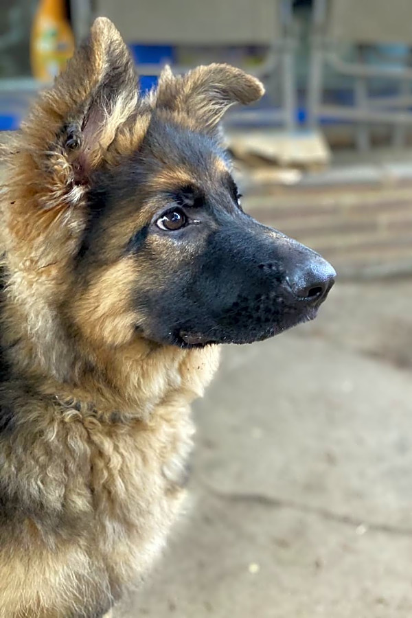 Want To Adopt A Pet Here Are 5 Precious Puppies To Adopt Now In