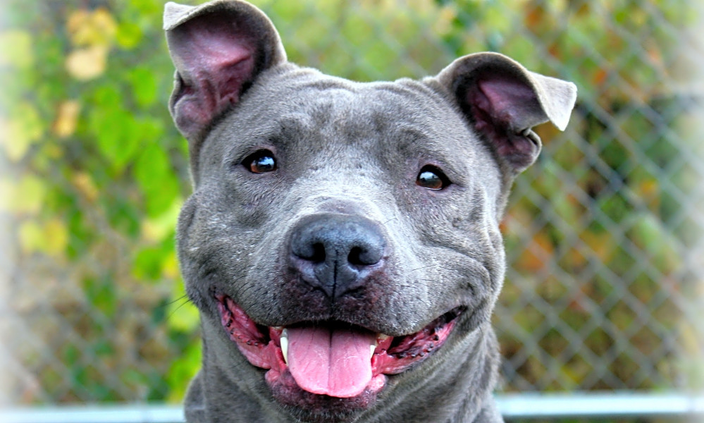 liberty humane society petfinder