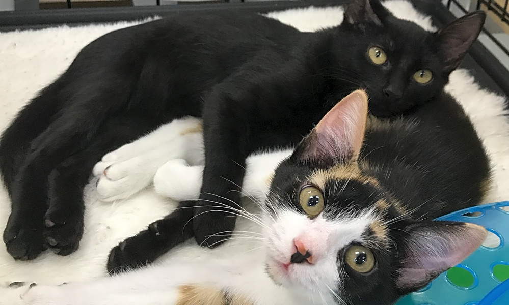 Looking To Adopt A Pet Here Are 7 Fluffy Felines To Adopt Now In