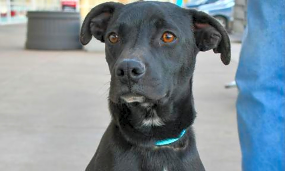 These Colorado Springs-based dogs are up for adoption and ...