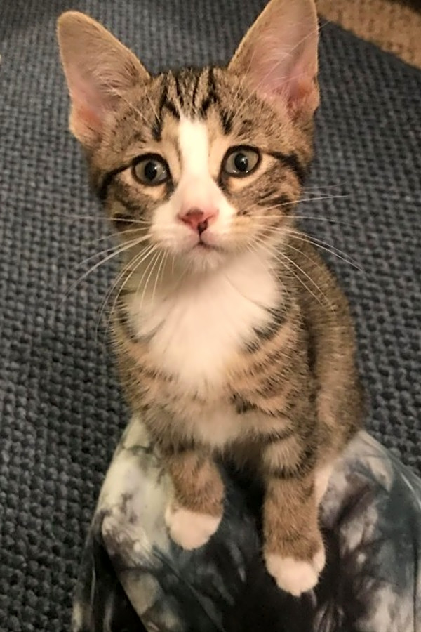 Always Wanted A Pet Here Are 4 Cute As Can Be Kittens To Adopt