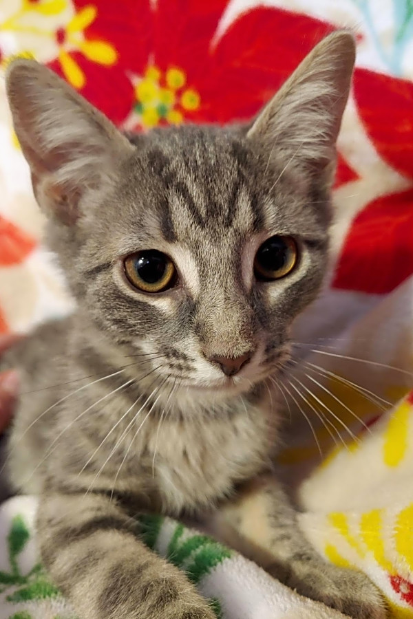 5 Fluffy Felines To Adopt Now In Charlotte Hoodline