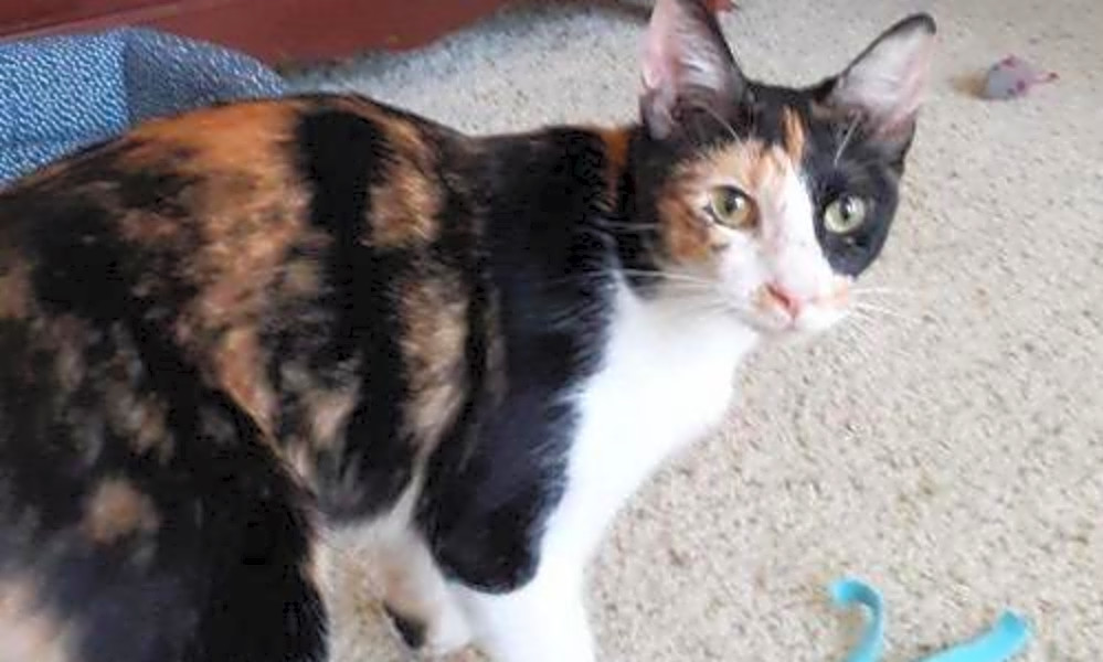 These San Antonio Based Kitties Are Up For Adoption And In Need Of A Good Home