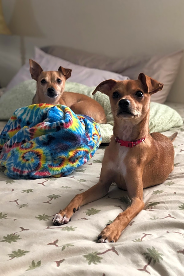 Whippet and chihuahua mix cheap