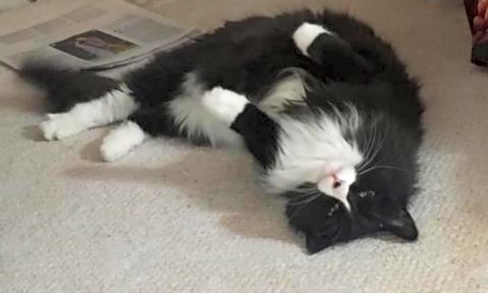 These Saint Paul Based Felines Are Up For Adoption And In Need Of