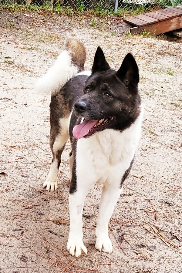 Female akita rescue online