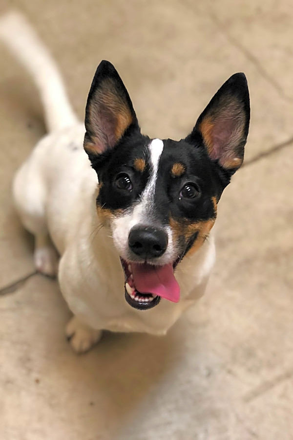 Corgi cross fox terrier sale