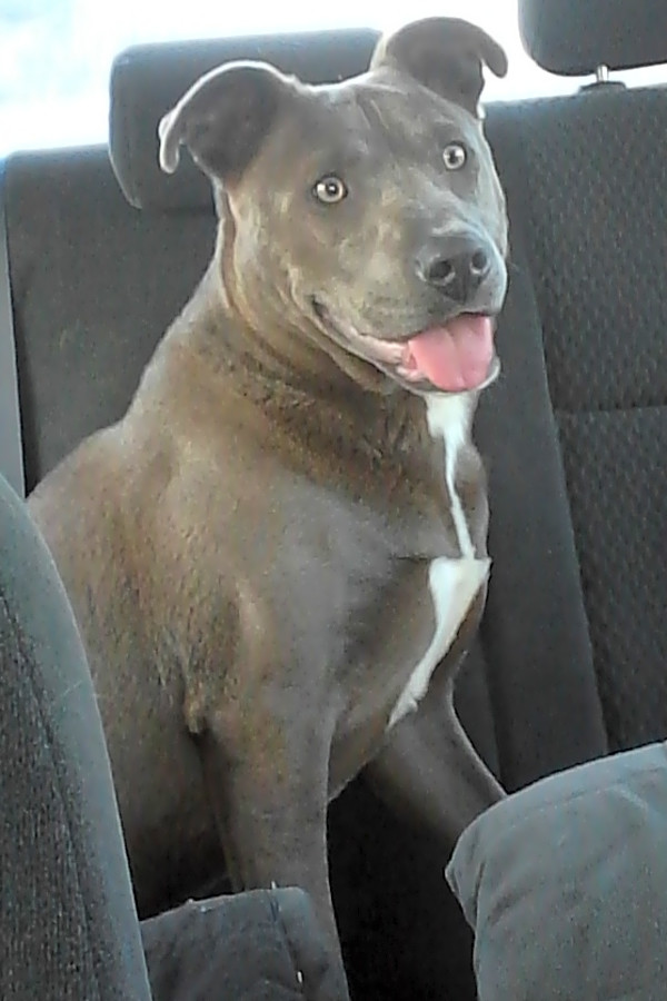Looking To Adopt A Pet Here Are 3 Perfect Puppies To Adopt Now In